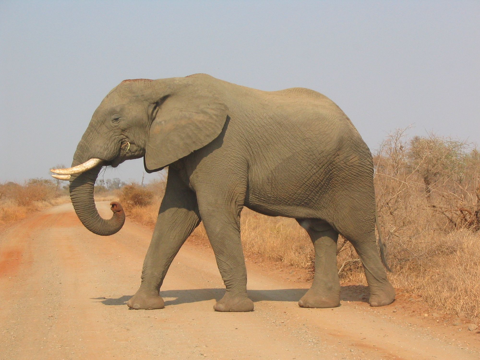 An elephant, walking across a dirt road